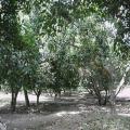 VENDO TERRENO 21.568 m² GUAYLLABAMBA QUITO