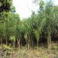 VENDO FINCA EN MANABI