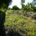 Terreno 900 Mt2 zona azucitrus
