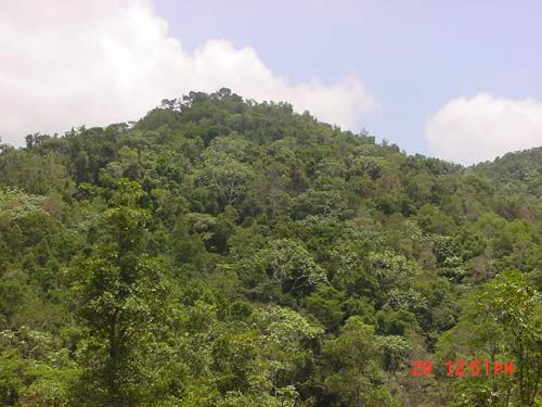 54 Cuerdas en las  Monta�as de Cayey Financiamiento por Due�os