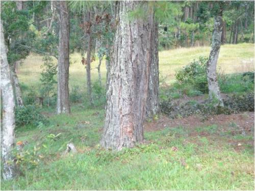 TERRENOS EN LA ESPERANZA QUEBRADA DE  LAJAS 3 MANZANAS: