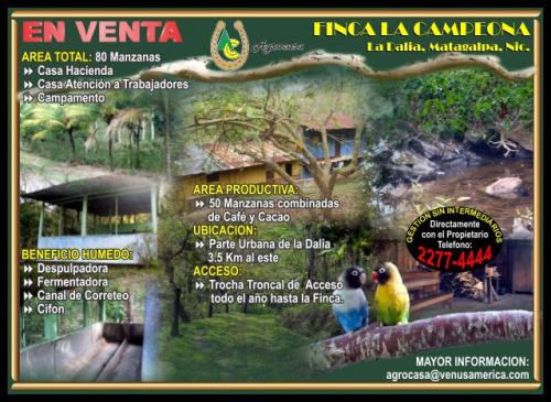 Se vende Finca de Caf�  Y  Cacao  En Nicaragua