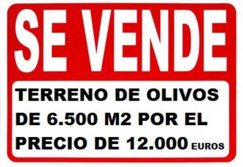 se vende campo de olivos jovenes en cuevas de vinroma 