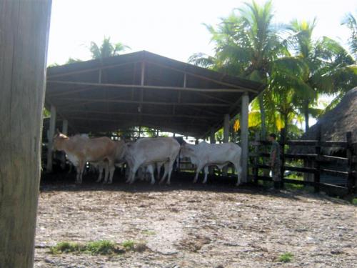 Venta Una Caballería Izabal