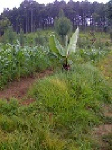 Vendo 3 manzanas en santa maria cauque a 1000 metros de la carretera