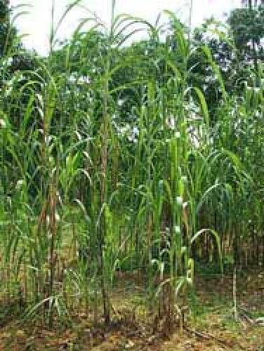 FINCA PLANA 15 CABALLERIAS, TAXISCO SANTA ROSA