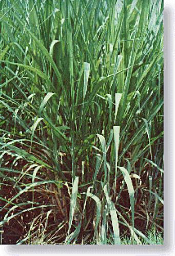 FINCA 15 CABALLERIAS CAÑA AZUCAR, TAXISCO SANTA ROSA, CASA, PICINA, RANCHOS, CORRALES