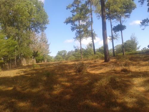 TERRENO 38 MANZANAS APTO CULTIVOS, GANADO, GRANJAS, CHICAMAN QUICHE