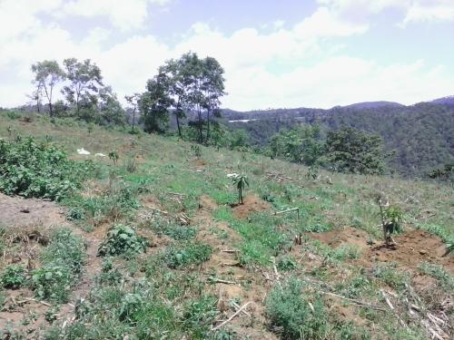 FINCA 31 MANZANAS CHIMALTENANGO AGUACATE, CAFE