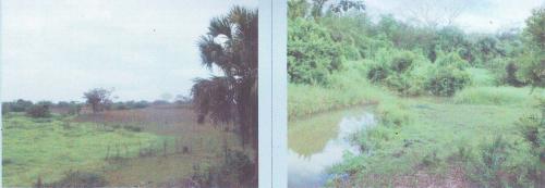 FINCA 18 CABALLERIAS, CHAMPERICO RETALHULEU, GANADO, CAÑA AZUCAR