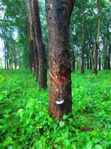 FINCA CON PRODUCCION DE HULE, 14 CABALLERIAS ORILLA CARRETERA ASFALTADA