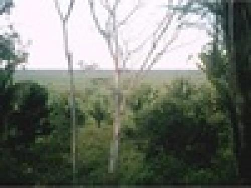 FINCA 440 MANZANAS PLANAS PTO BARRIO IZABAL, IDEAL ZONA FRANCA, CULTIVOS