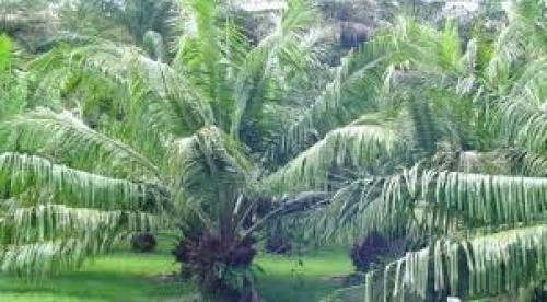 FINCAS CON PALMA AFRICANA EN PRODUCCION AREA PETEN