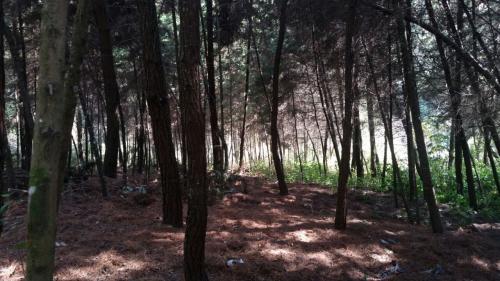 Ganga, remato media manzana en san Lucas Sacatepéquez 