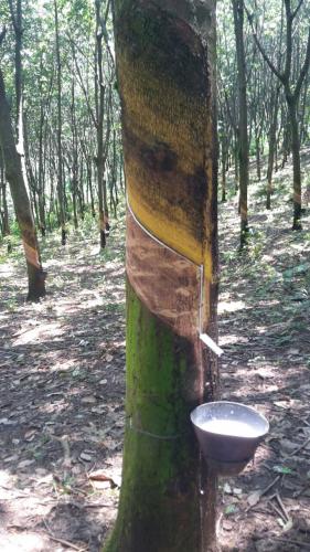 Vendo Finca productora de Hule y Cafe INF 5805-0508