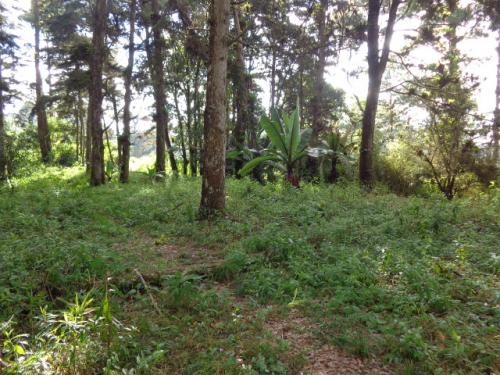 Tengo terreno en venta Santa Rosalia