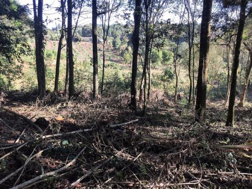 Terreno en Aldea El Platanar