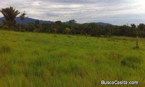 Vendo Terreno de 67 manzanas en Izabal