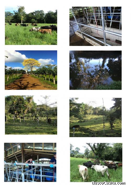 FINCA LECHERA BIJAGUA UPALA PUERTA CERRADA