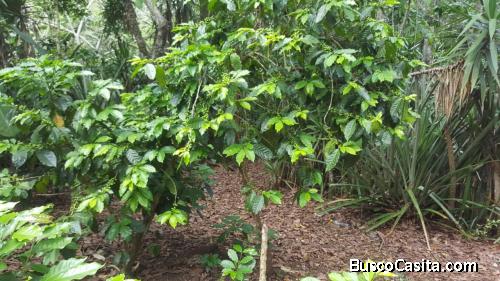 Se vende terreno en San Jose Acatempa, Jutiapa