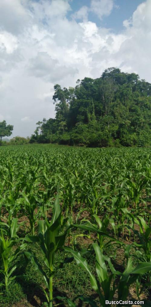 Se vende Terreno de 200 cuerdas, cultivables