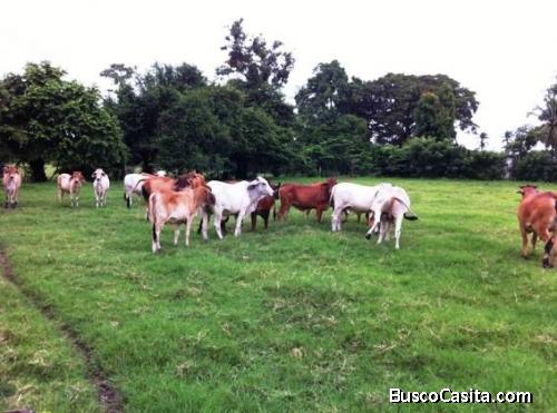 CityMax Antigua Venta Finca en carretera hacia Puerto San José