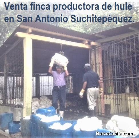 VENTA FINCA PRODUCTORA HULE SN ANTONIO SUCH.