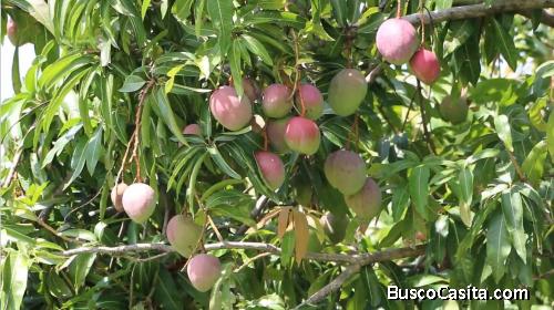 FINCA PRODUCTORA DE MANGO.