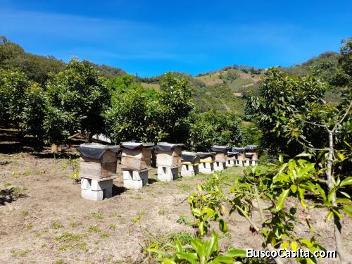 Oportunidad inversión Propiedad en venta carretera a Yepocapa con producción de aguacate Hass y Miel