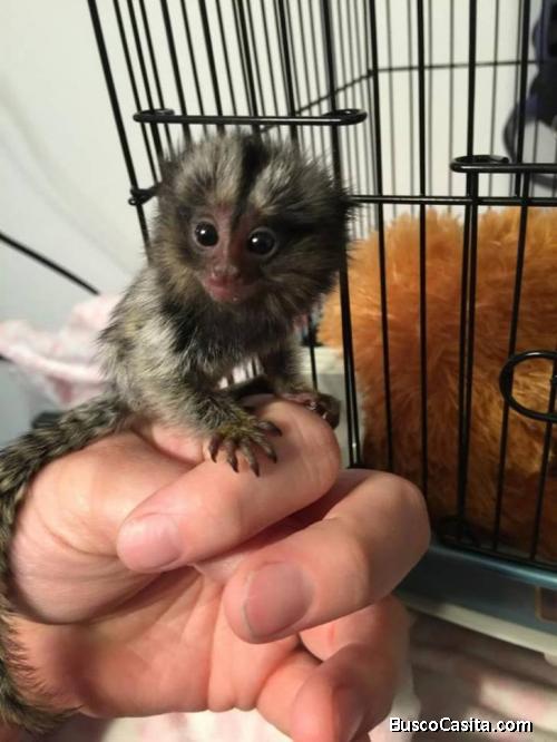 Monos tití de bebé para su adopción