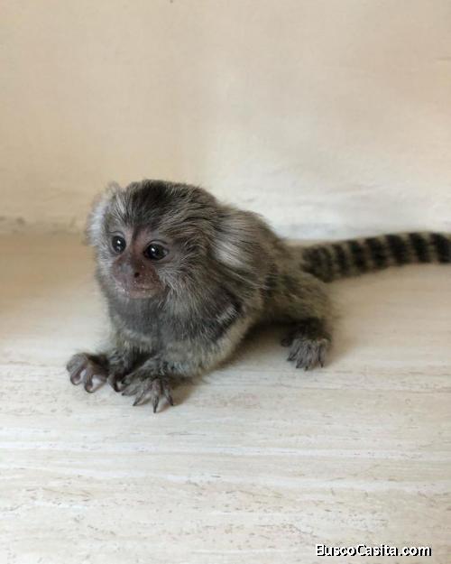 Hermosos monos tití disponibles