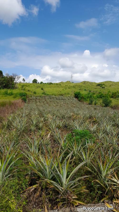 Vendo Terreno en Autopista a El Salvador