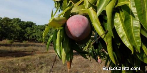 Finca los Tamarindos ubicada Aldea la Saja, Chiquimulilla, Santa Rosa