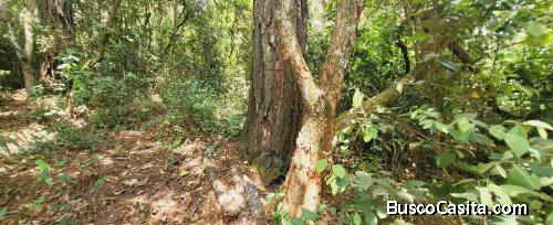 Terreno en venta en El Encinal tronco 12