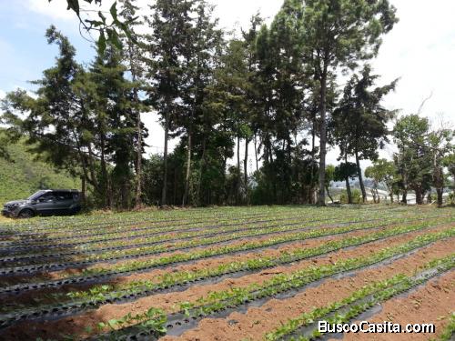 VEDO TERRENO EN SUMPANGO, SACATEPEQUEZ