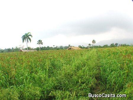Finca En Venta Con Siembra De Papaya, Las Cruces Petén; Idi: 134146