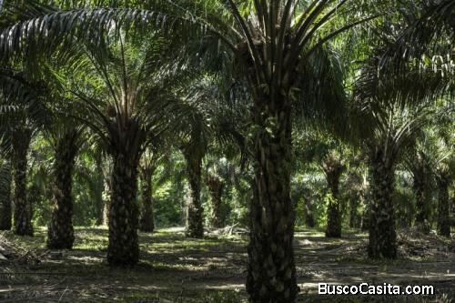 Finca En Venta Fray Bartolomé De Las Casas Alta Verapaz; Idi: 128459