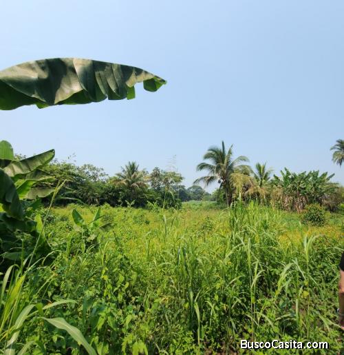 En Venta Finca +40mil Varas En El Km. 78 Ruta Ca-2; Idi: 135303