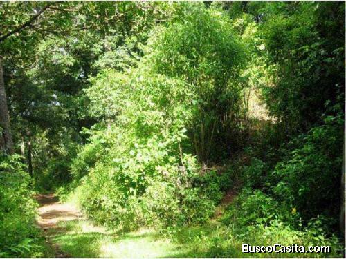 Venta De Terreno En Labor De Castilla Área De Bosque; Idi: 72232