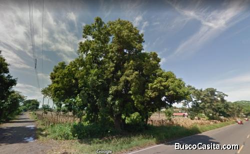 Terreno En Alquiler Km 235 Aldea Las Palmas Coatepeque ; Idi: 131853