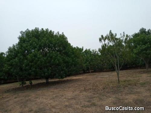 Terreno En Venta En Nueva Concepción; Idi: 112949