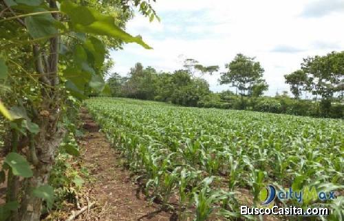 Vendo Terreno Con Siembra En Cuyotenango, Suchitepequez; Idi: 87533