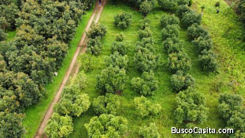 Terreno En Pre-Venta En Santo Domingo Xenacoj; Idi: 139044