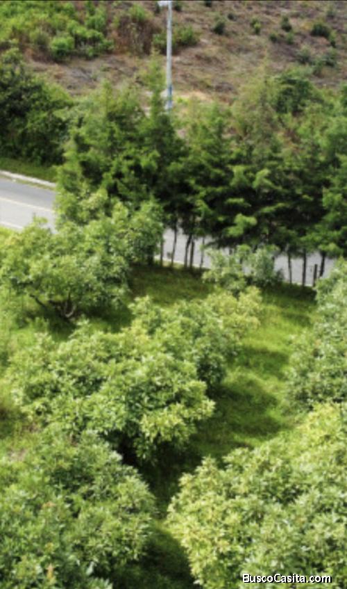 Terreno 7x17 En Residencial Bosco Santo Domingo Xenacoj; Idi: 138420