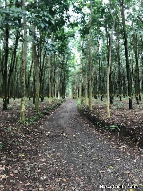 Finca Con Plantación De Hule Cuyotenango Suchitepequez.; Idi: 111651