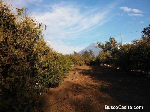 Citymax Vende Finca Aguacate Hass A.los Rios Escuintla; Idi: 75887