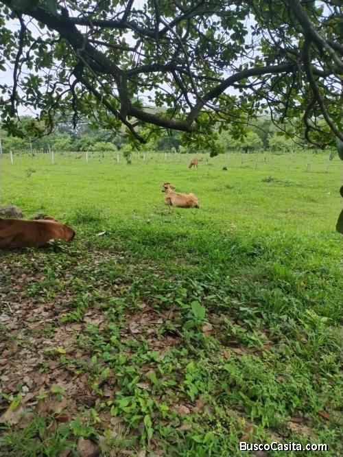 FINCA LOS OLIVOS TAXISCO ESCUINTLA