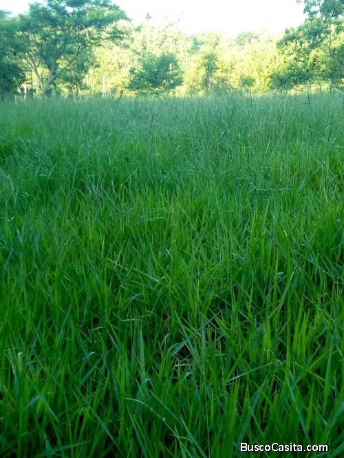 Finca En Taxisco Santa Rosa En Venta 102 Manzanas; Idi: 99342