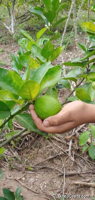 Se vende terreno y casita pequeña de terraza