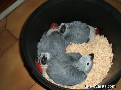 Loros Grises Africanos bien entrenados, con buen temperamento y huevos.